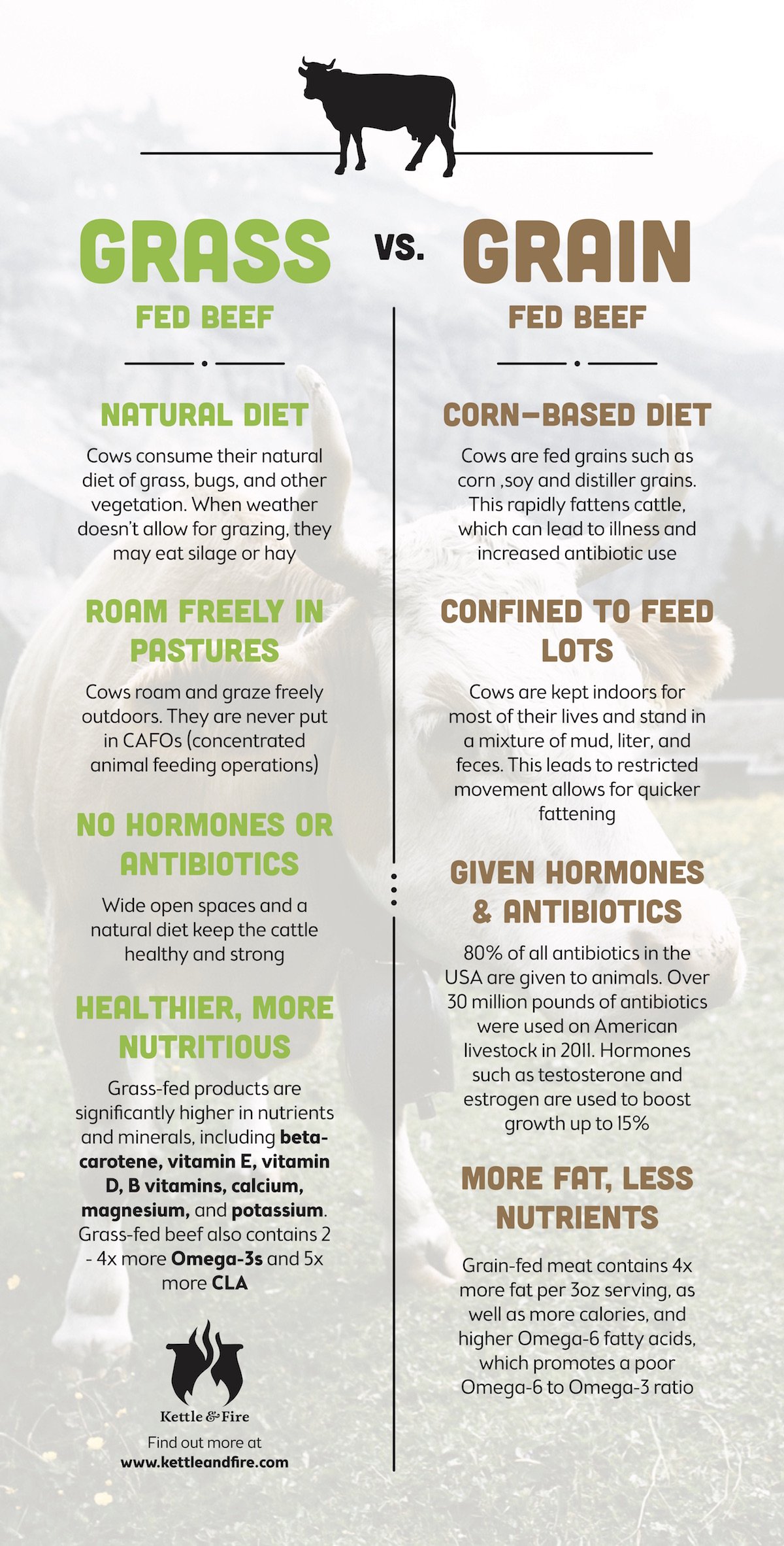 The Benefits of Grass-Fed vs Grain-Fed Beef