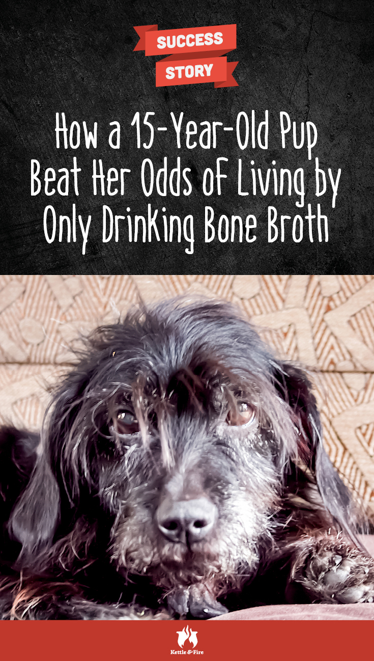 titled photo: How a 15-Year- Old Pup Beat Her Odds of Living by Only Drinking Bone Broth