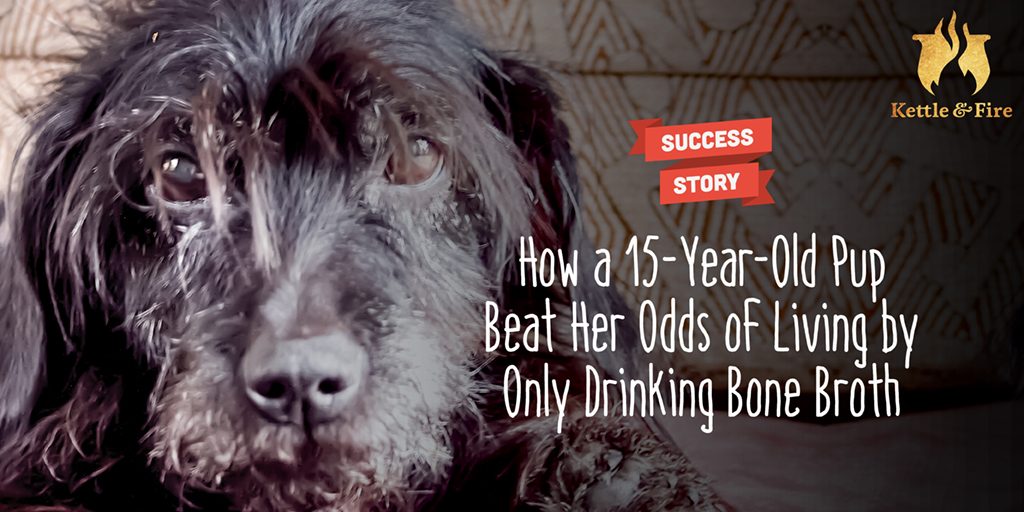 How_a_15-Year-Old_Pup_Beat_Her_Odds_of_Living_by_Only_Drinking_Bone_Broth_cover How a 15-Year- Old Pup Beat Her Odds of Living by Only Drinking Bone Broth