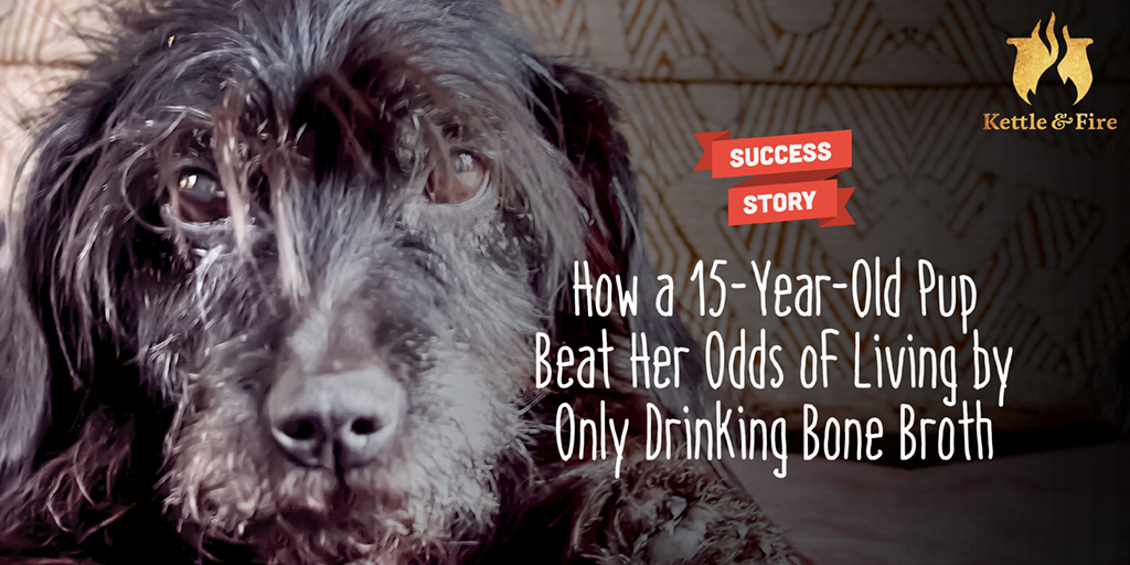 titled image: How a 15-Year Old Pup Beat Her Odds of Living by Only Drinking Bone Broth