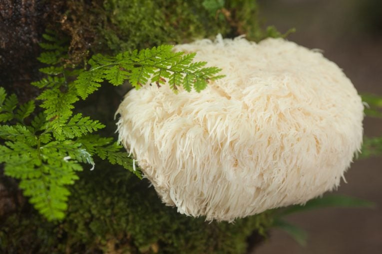 Top Benefits of Lion’s Mane Mushroom (Backed by Science)