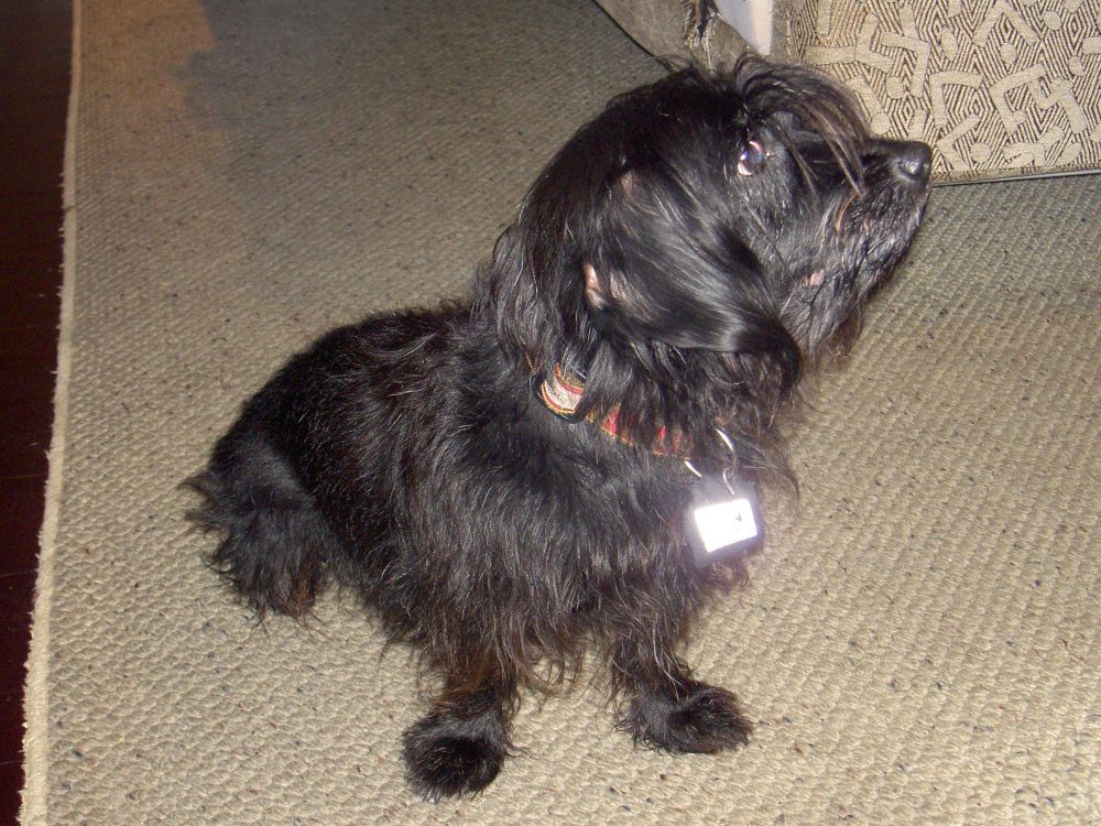 15 year-old pup, Nellie