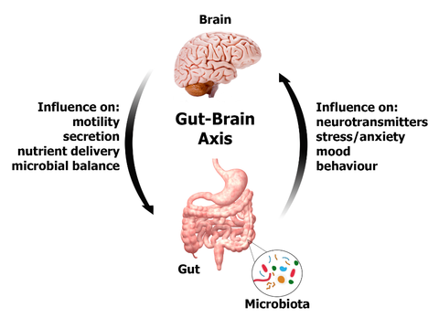 gut brain axis beyond addiction 