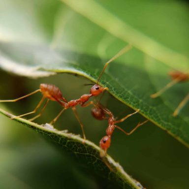 entomophology ants